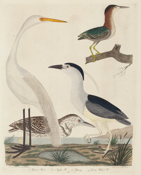 Green Heron, Night Heron, Young Heron, and Great White Heron by John G. Warnicke after Alexander Wilson (American, died 1818), 16X12"(A3)Poster Print