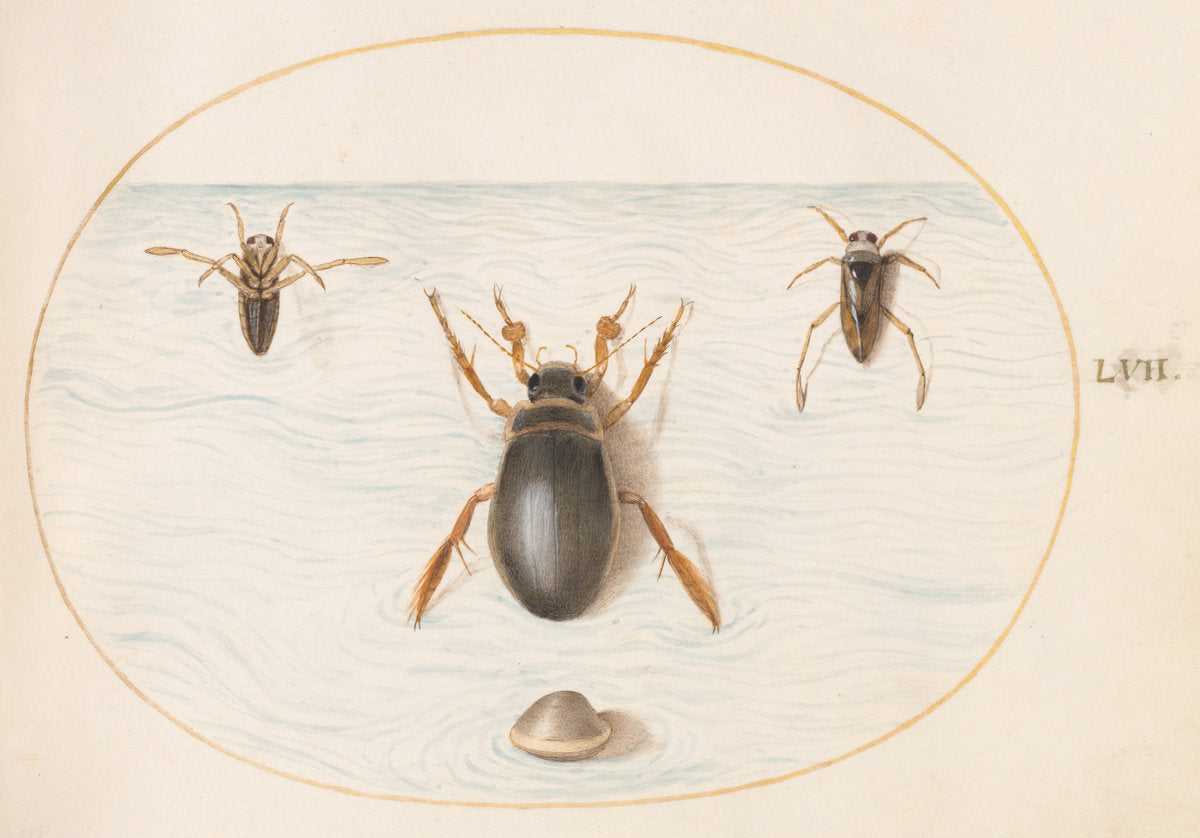 Animalia Aqvatilia et Cochiliata (Aqva): Plate LVII by Joris Hoefnagel (Flemish, 1542 - 1600), 16X12"(A3)Poster Print