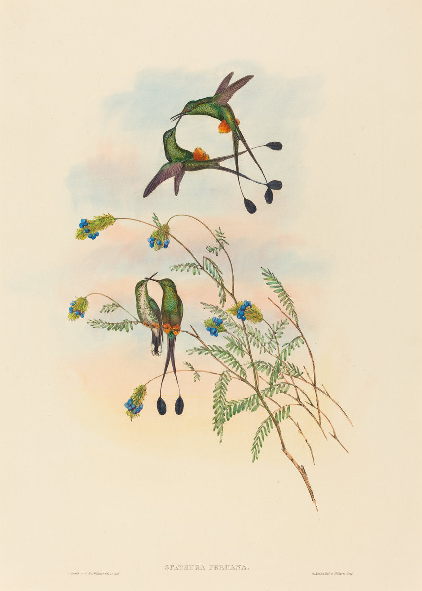 Spathura peruana (Peruvian Racket-Tail) by John Gould and H.C. Richter (British, 1804 - 1881), 16X12"(A3)Poster Print