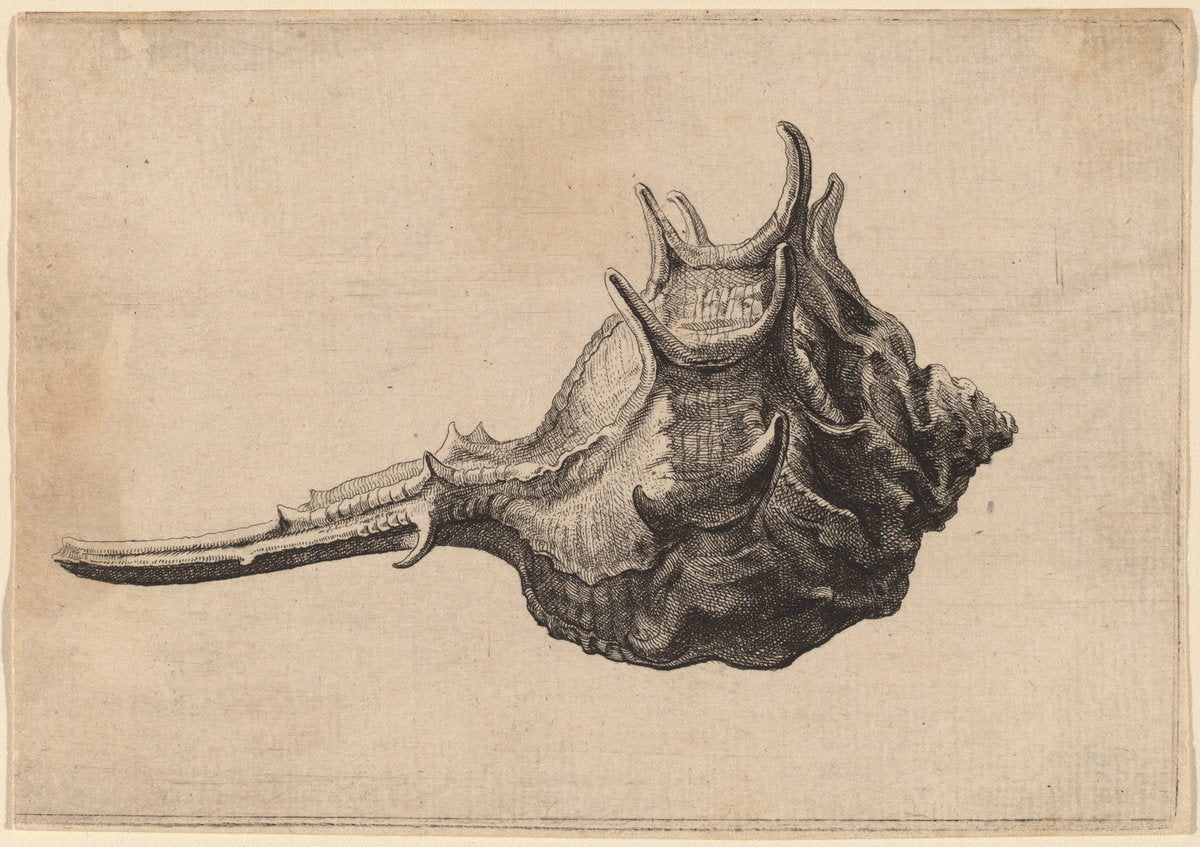 Shell (Murex brandaris) by Wenceslaus Hollar (Bohemian, 1607 - 1677), 16X12"(A3)Poster Print