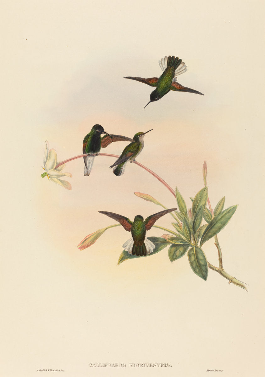 Callipharus nigriventris (Black-bellied Hummingbird) by John Gould and W. Hart (British, active 1851 - 1898), 16X12"(A3)Poster Print