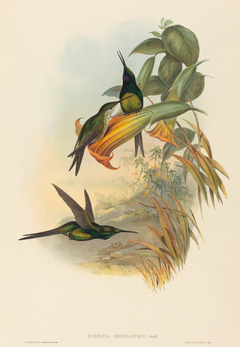 Eugenia imperatrix (Empress Hummingbird) by John Gould and H.C. Richter (British, 1804 - 1881), 16X12"(A3)Poster Print