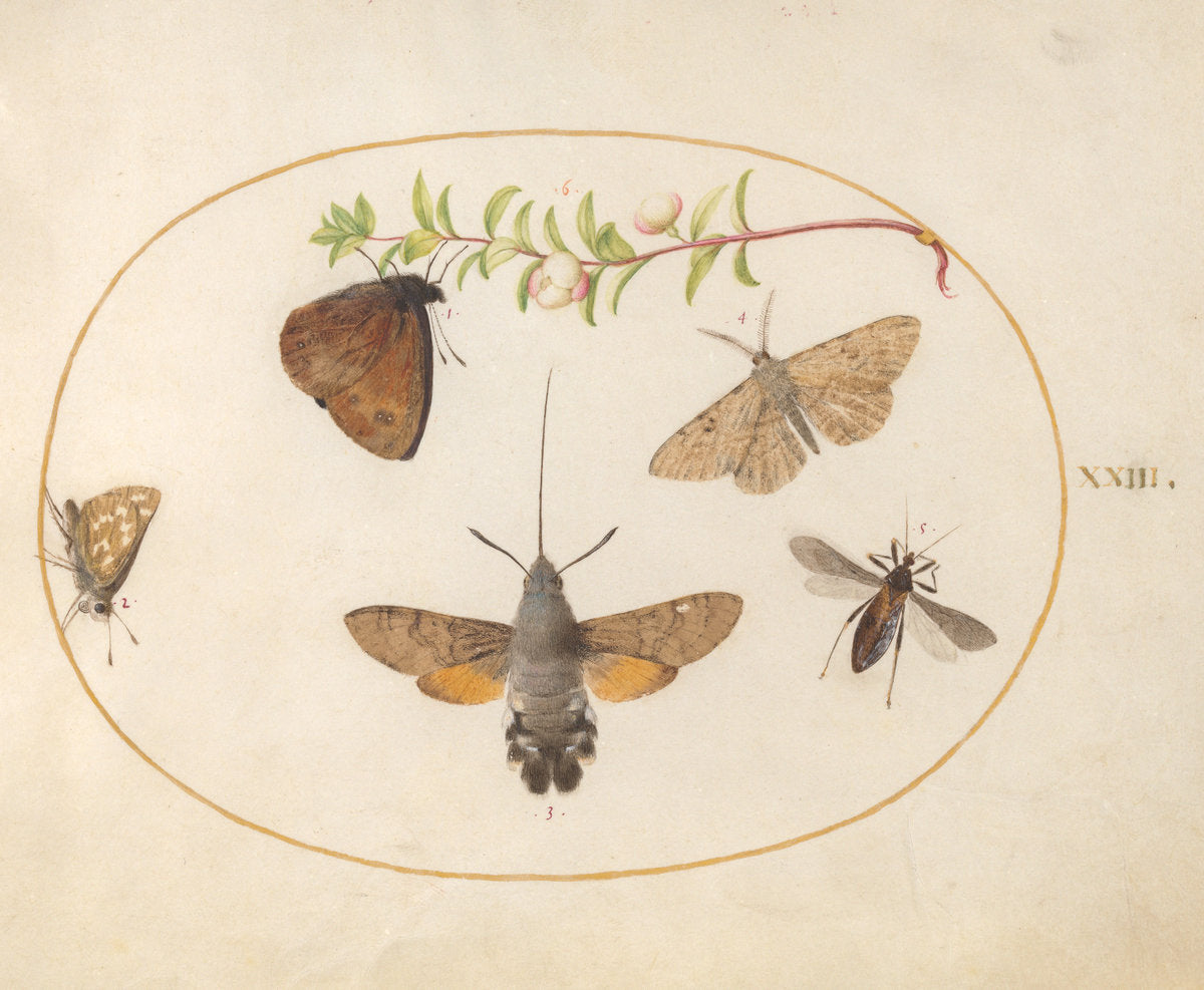 Animalia Rationalia et Insecta (Ignis): Plate XXIII by Joris Hoefnagel (Flemish, 1542 - 1600), 16X12"(A3)Poster Print