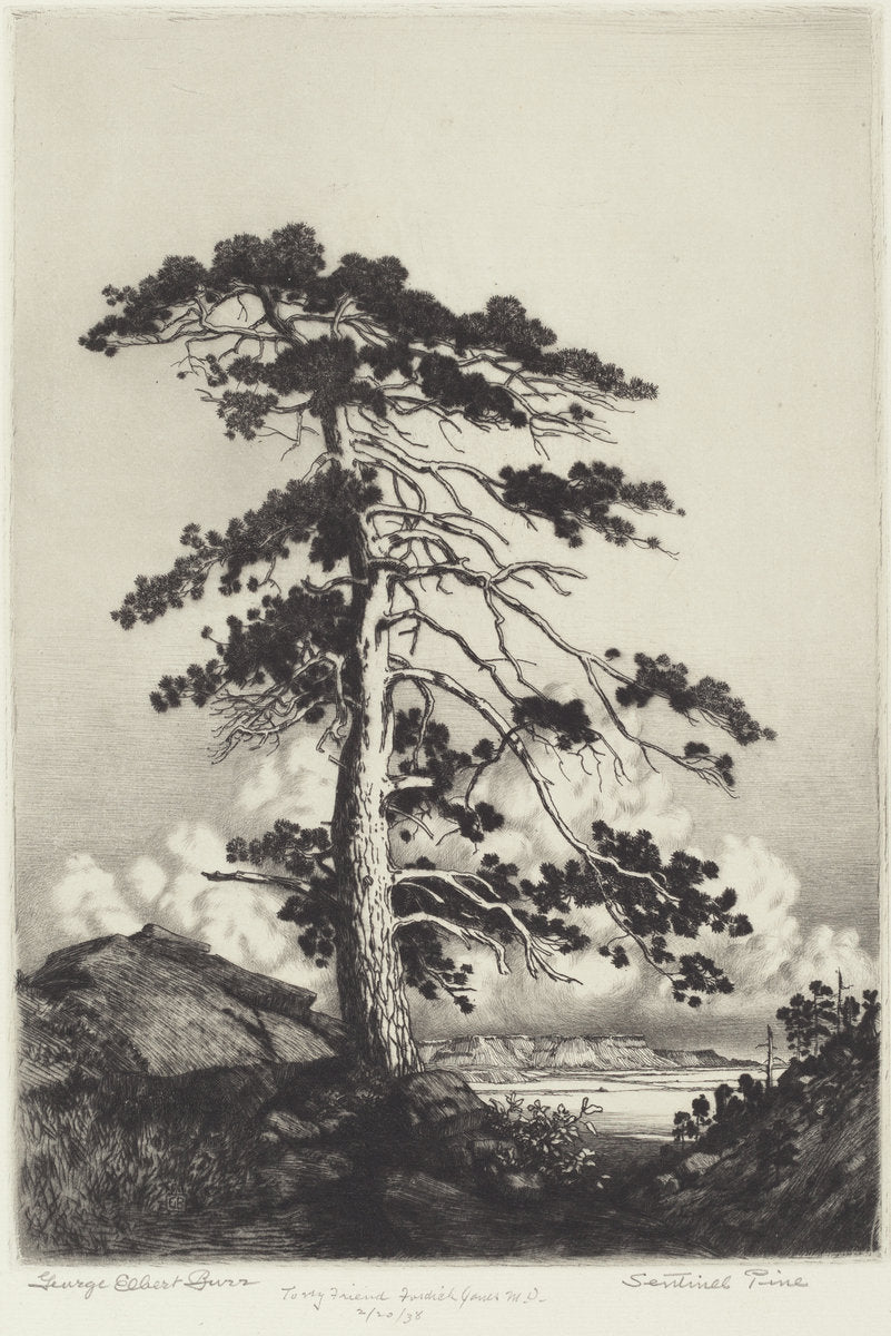 Sentinel Pine by George Elbert Burr (American, 1859 - 1939), 16X12"(A3)Poster Print