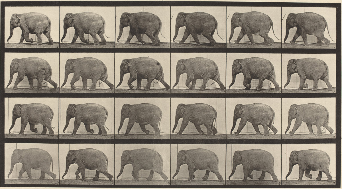 Animal Locomotion, Plate 733 by Eadweard Muybridge (American, born England, 1830 - 1904), 16X12"(A3)Poster Print