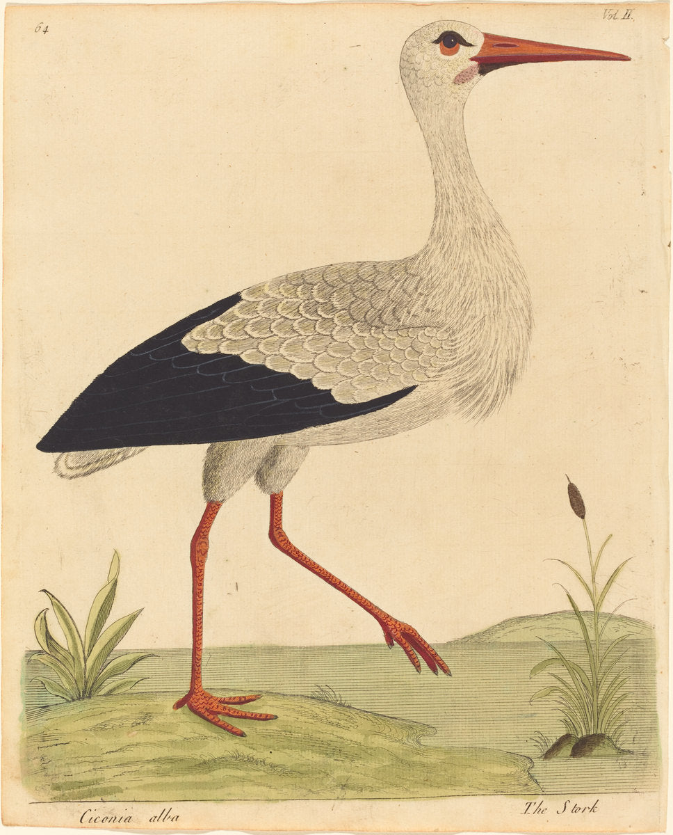 The Stork (Ciconia Alba) by Eleazar Albin (British, active 1713/1759), 16X12"(A3)Poster Print