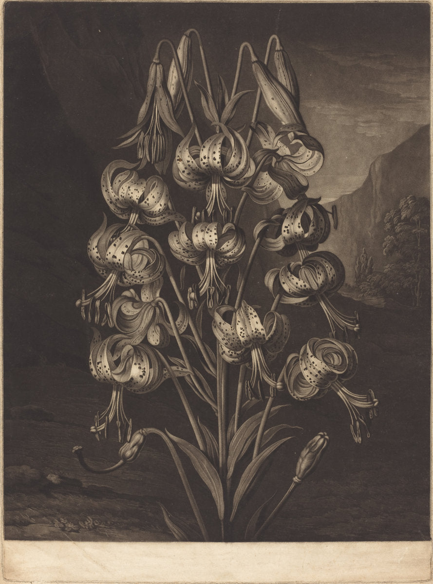 The Superb Lily by William Ward after Philip Reinagle (British, 1766 - 1826), 16X12"(A3)Poster Print