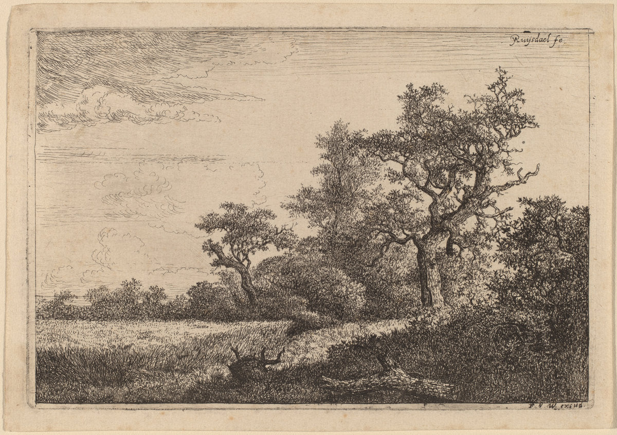 Grain Field at the Edge of a Wood (Corn Field) by Jacob van Ruisdael (Dutch, c. 1628/1629 - 1682), 16X12"(A3)Poster Print