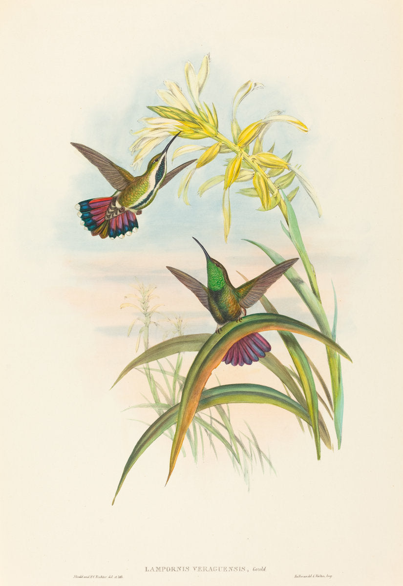 Lampornis veraguensis (Veraguan Mango) by John Gould and H.C. Richter (British, 1804 - 1881), 16X12"(A3)Poster Print