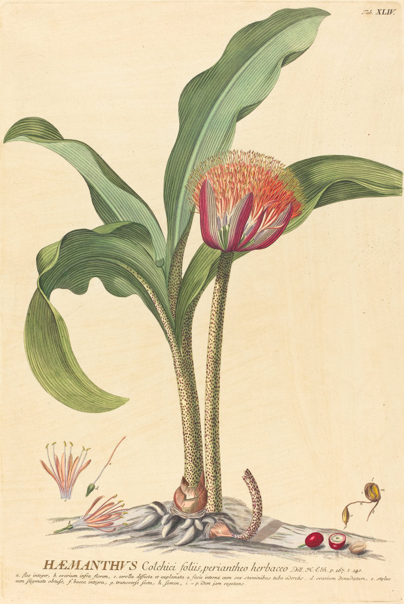 Haemanthus by Johannes Jacob Haid and Johannes Elias Haid after Georg Ehret (German, 18th century), 16X12"(A3)Poster Print