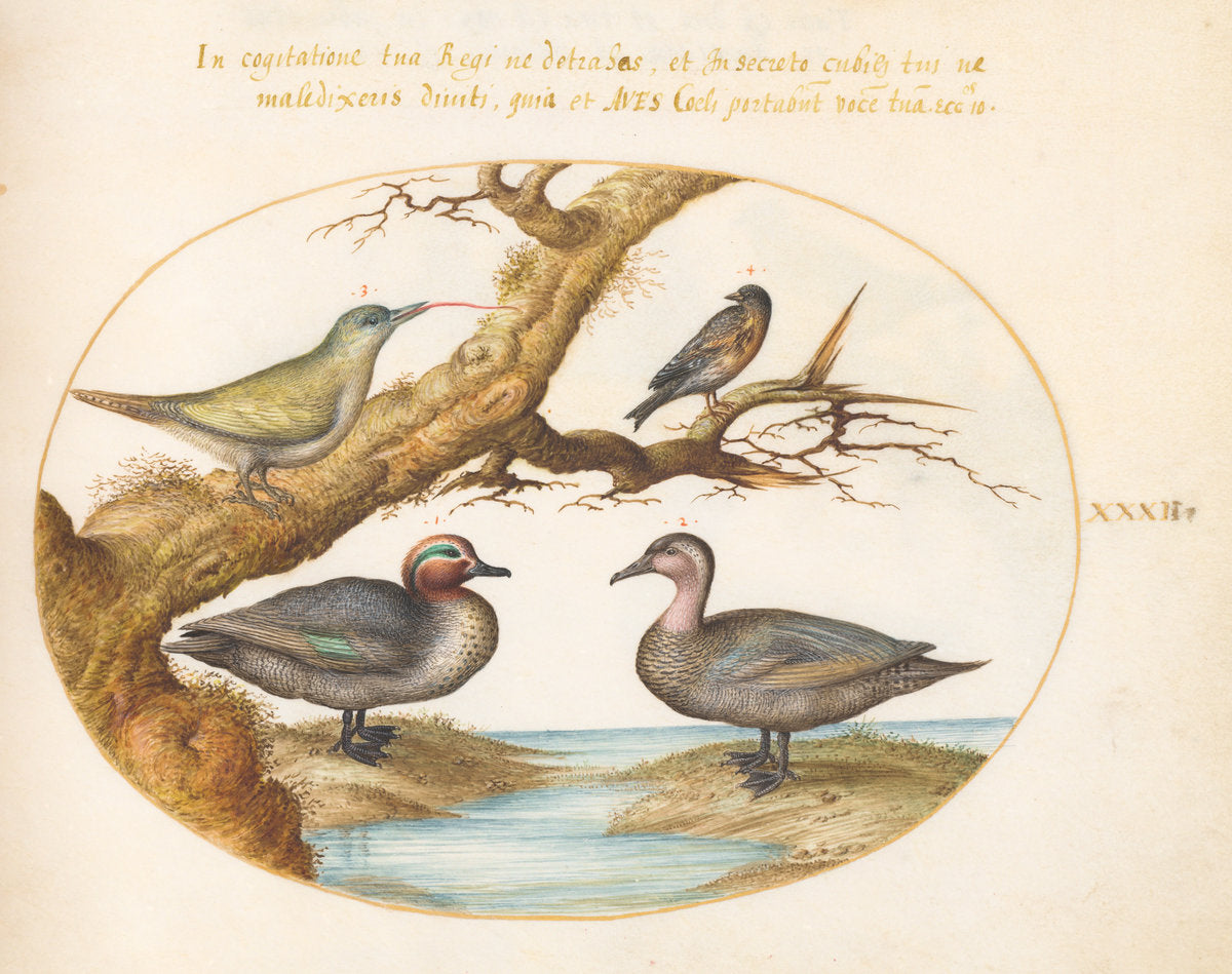 Animalia Volatilia et Amphibia (Aier): Plate XXXII by Joris Hoefnagel (Flemish, 1542 - 1600), 16X12"(A3)Poster Print