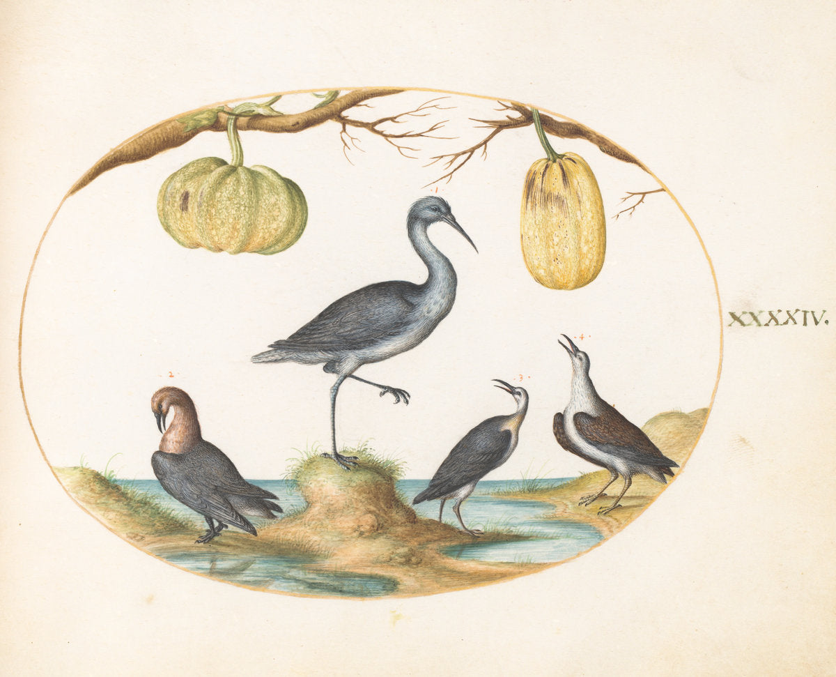 Animalia Volatilia et Amphibia (Aier): Plate XLIV by Joris Hoefnagel (Flemish, 1542 - 1600), 16X12"(A3)Poster Print