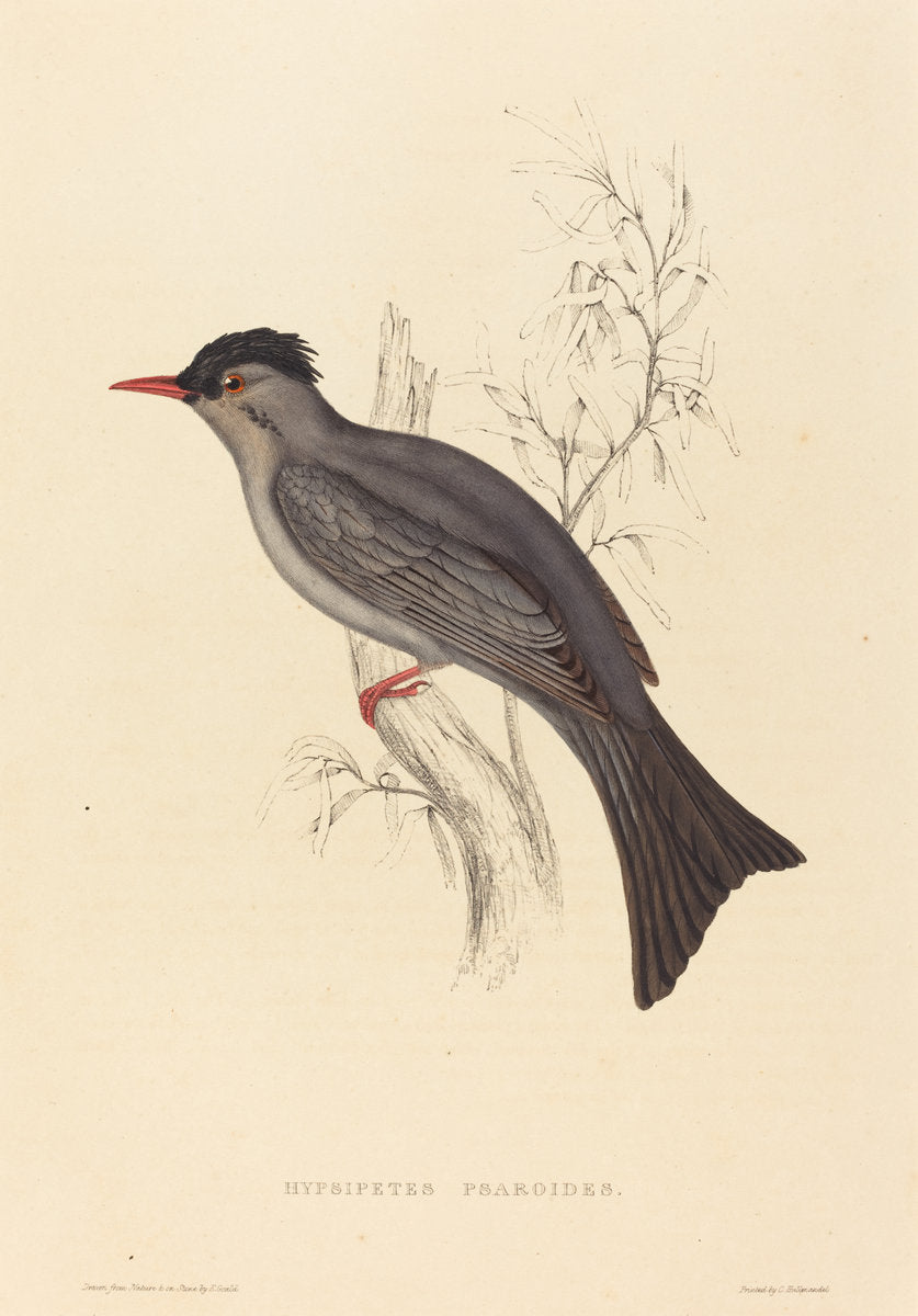 Hypsipetes Psaroides (Black Bulbul) by Elizabeth Gould (British, 1804 - 1841), 16X12"(A3)Poster Print