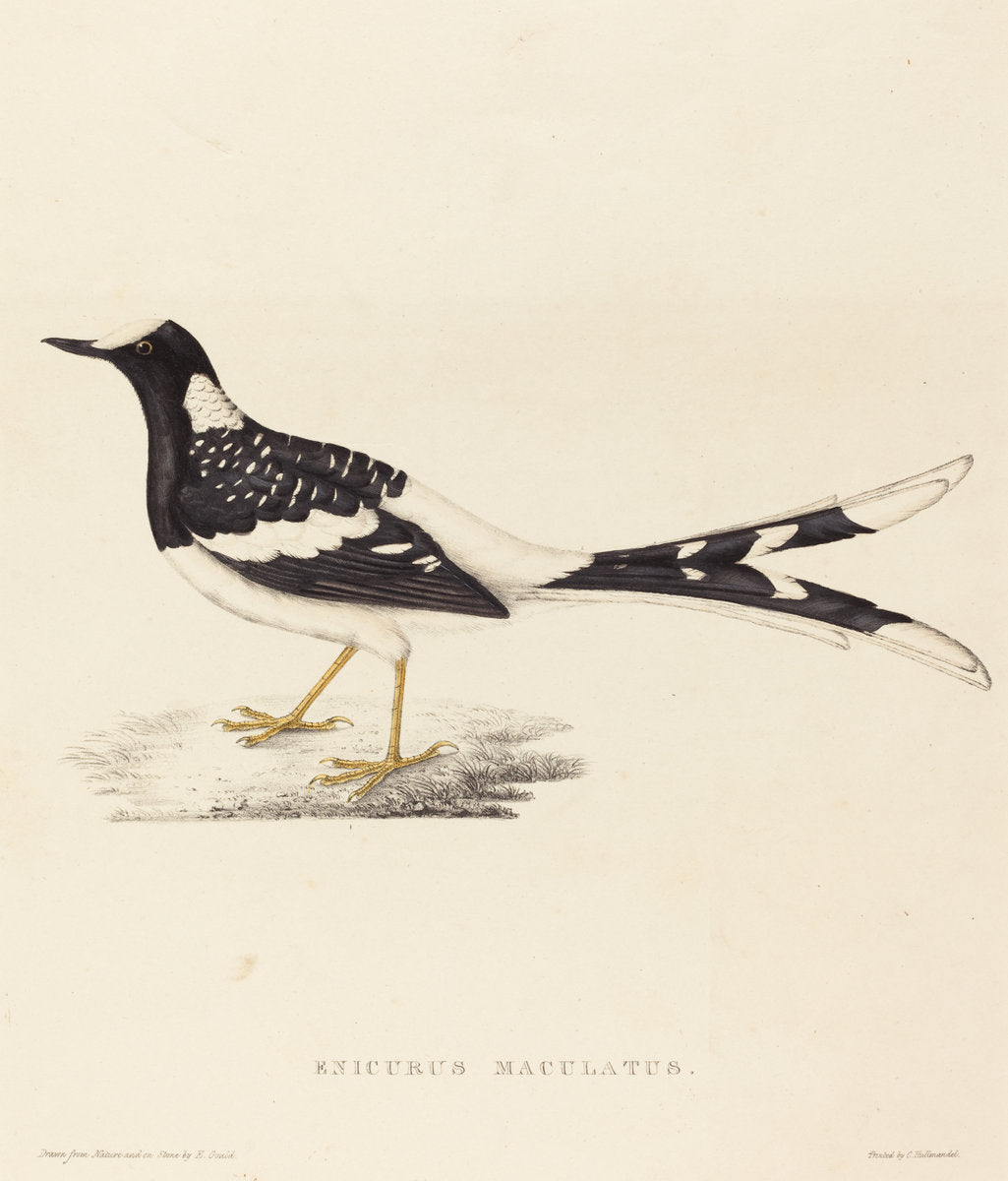 Enicurus Maculatus (Spotted Forktail) by Elizabeth Gould (British, 1804 - 1841), 16X12"(A3)Poster Print