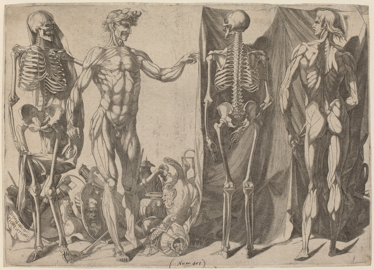 Squelettes et Ecorches by Domenico del Barbiere (Italian, c. 1506 - probably 1565/1575), 16X12"(A3)Poster Print