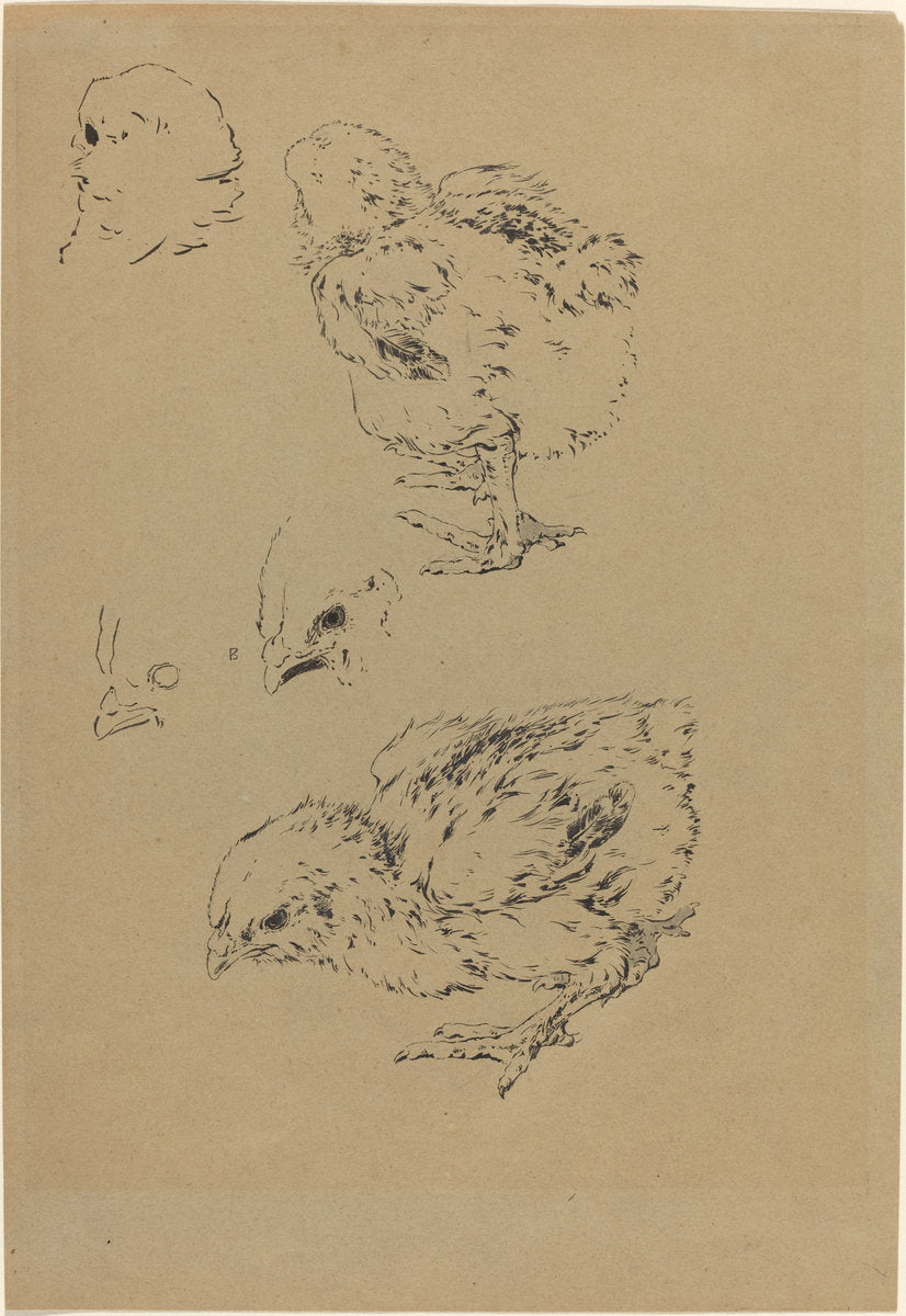 Chicks by Félix Bracquemond (French, 1833 - 1914), 16X12"(A3)Poster Print