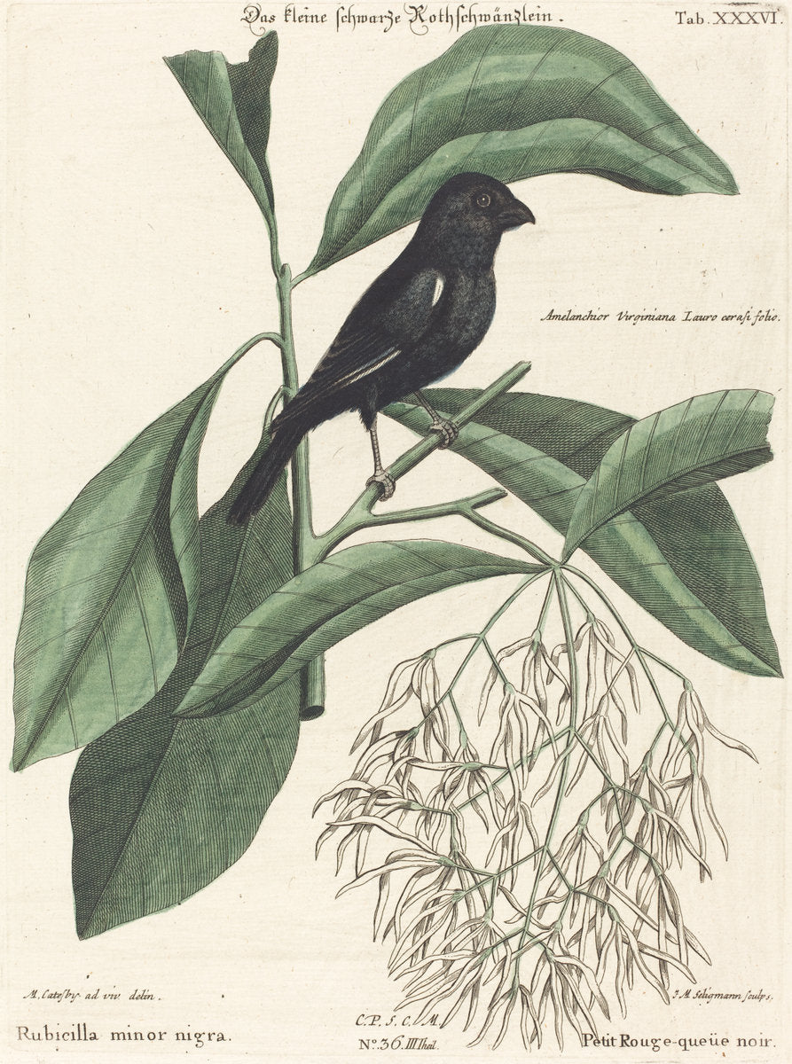 The Little Black Bullfinch (Rubicilla minor nigra) by Johann Michael Seligmann after Mark Catesby (German, 1720 - 1762), 16X12"(A3)Poster Print