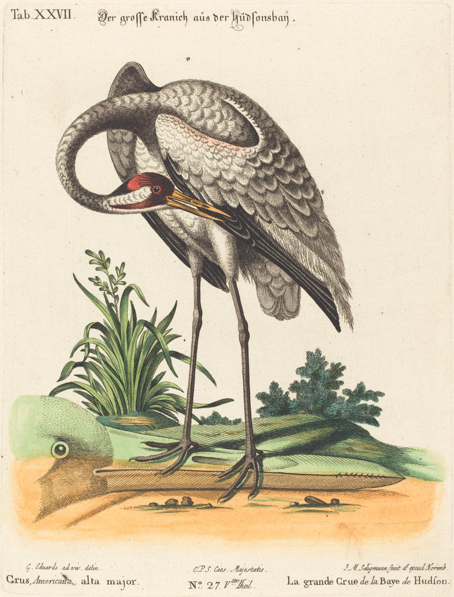 Grus Americana, alta major by Johann Michael Seligmann after George Edwards (German, 1720 - 1762), 16X12"(A3)Poster Print