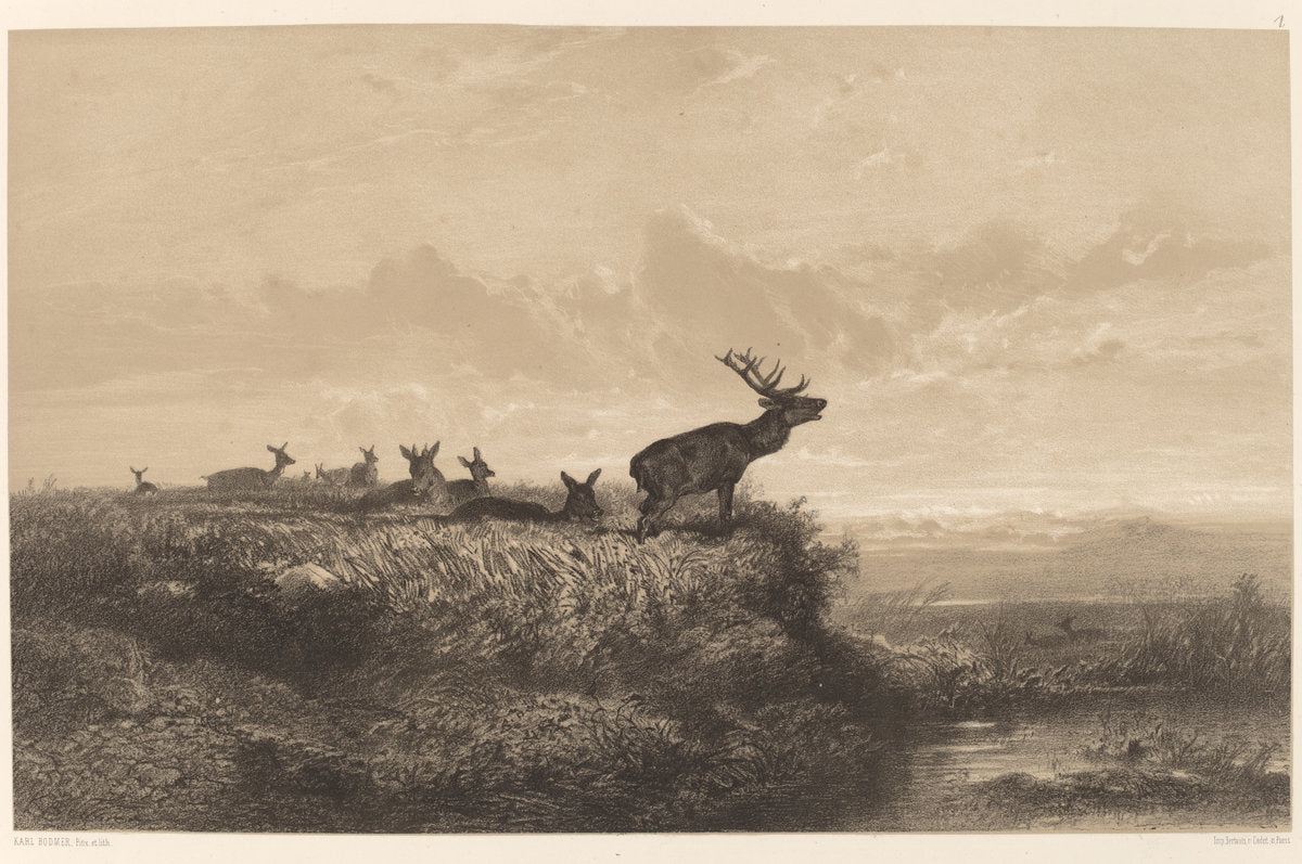 Le Matin. Cerf et Biches by Karl Bodmer (Swiss, 1809 - 1893), 16X12"(A3)Poster Print