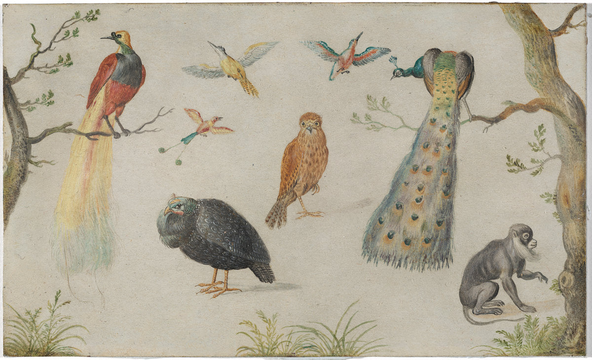 1660/1670 by Circle of Jan van Kessel (Study of Birds and Monkey), 16X12"(A3)Poster Print