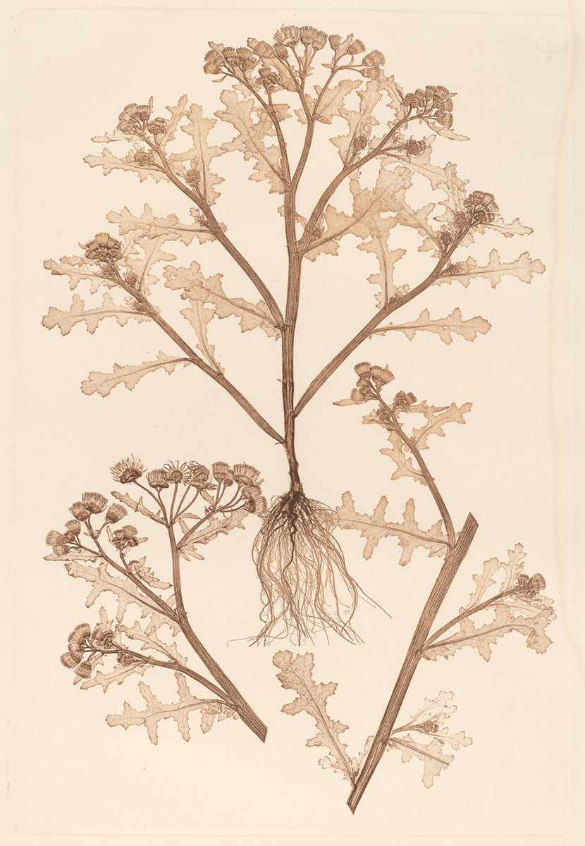 Senecio viscosus by Constetin von Ettinghausen and Alois Pokorny (Austrian, active 19th century), 16X12"(A3)Poster Print