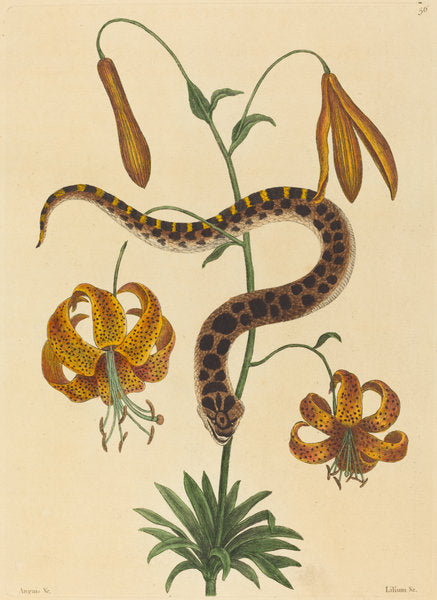 The Hog-nose Snake (Boa contortrix) by Mark Catesby (English, 1679 - 1749), 16X12"(A3)Poster Print