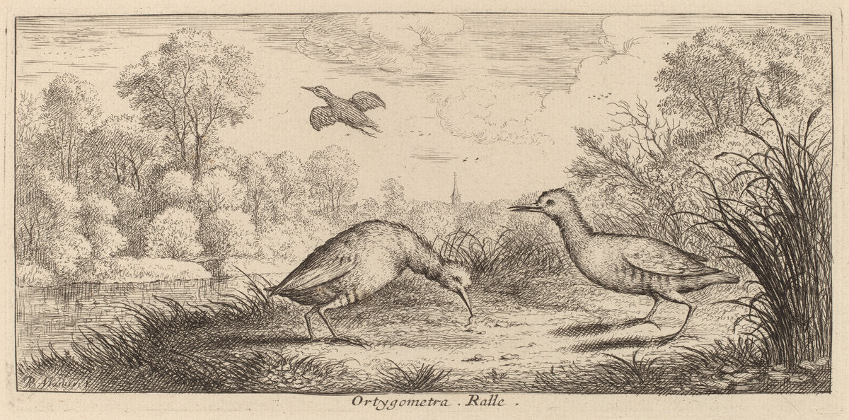 Ortygometra, The Rail by Albert Flamen (Flemish, c. 1620 - 1669 or after), 16X12"(A3)Poster Print