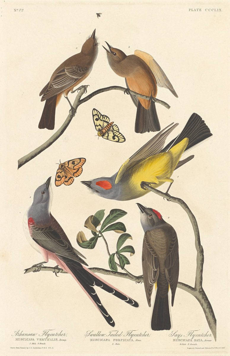 Arkansaw Flycatcher, Swallow-tailed Flycatcher and Says Flycatcher by Robert Havell after John James Audubon (American, 1793 - 1878), 16X12"(A3)Poster Print