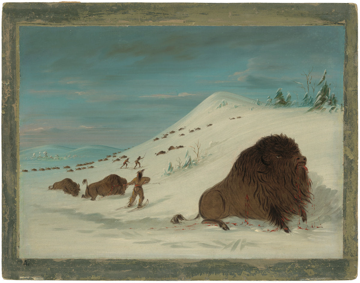 Buffalo Lancing in the Snow Drifts - Sioux by George Catlin (American, 1796 - 1872), 16X12"(A3)Poster Print