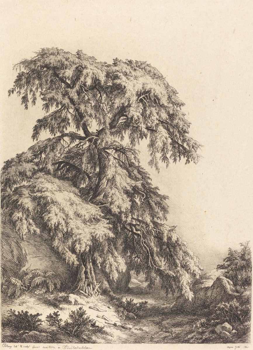 Juniper Tree by Eugène Bléry (French, 1805 - 1887), 16X12"(A3)Poster Print