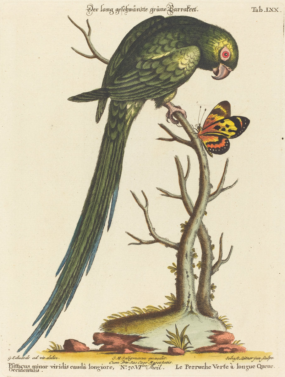 Psittacus minor viridis cauda longiore Occidentalis by Johann Sebastian Leitner after George Edwards (German, 1715 - 1795), 16X12"(A3)Poster Print