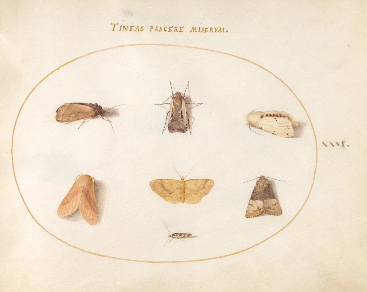 Animalia Rationalia et Insecta (Ignis): Plate XXXI by Joris Hoefnagel (Flemish, 1542 - 1600), 16X12"(A3)Poster Print