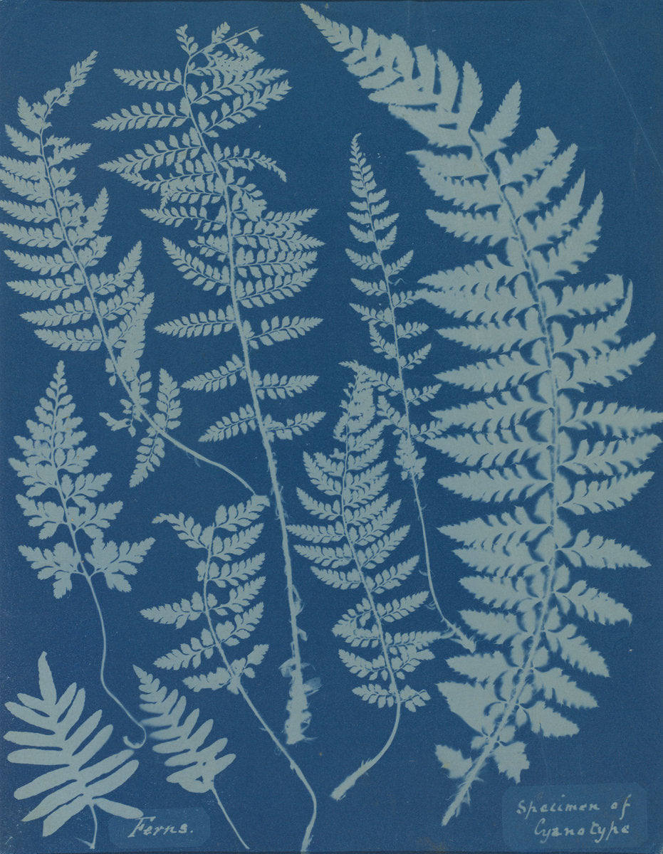 Ferns. Specimen of Cyanotype by Anna Atkins (British, 1799 - 1871), 16X12"(A3)Poster Print