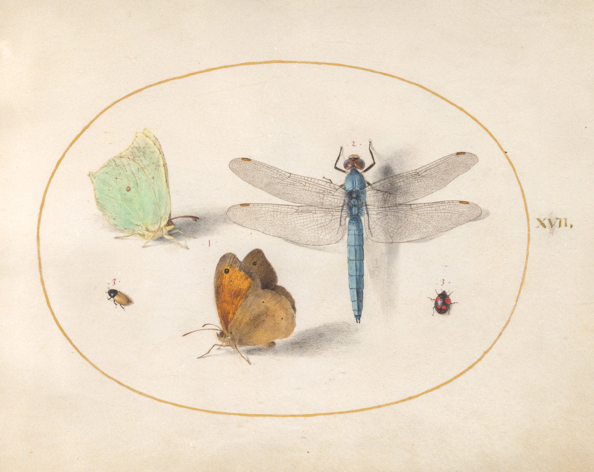 Animalia Rationalia et Insecta (Ignis): Plate XVII by Joris Hoefnagel (Flemish, 1542 - 1600), 16X12"(A3)Poster Print