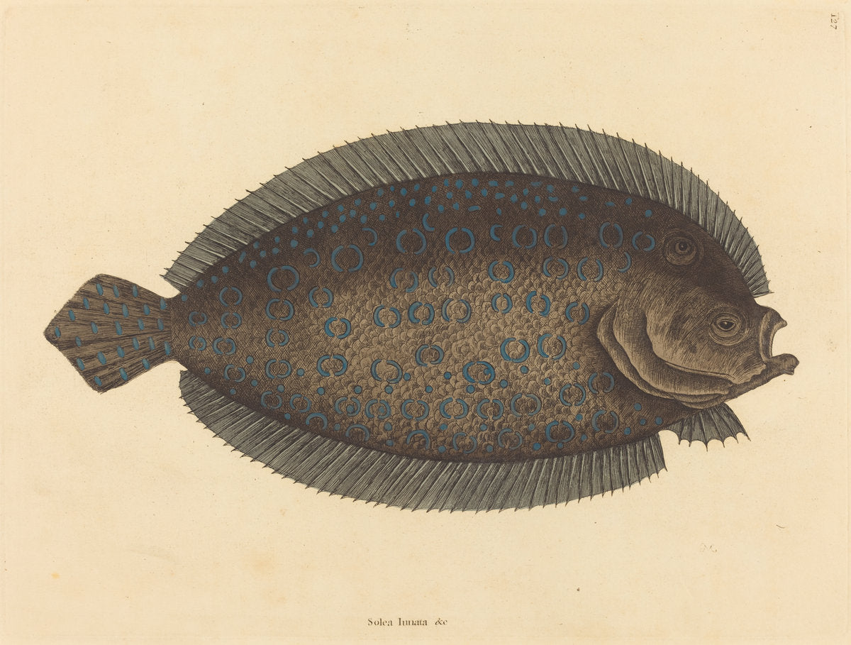 The Sole (Pleuronectes lunatus) by Mark Catesby (English, 1679 - 1749), 16X12"(A3)Poster Print
