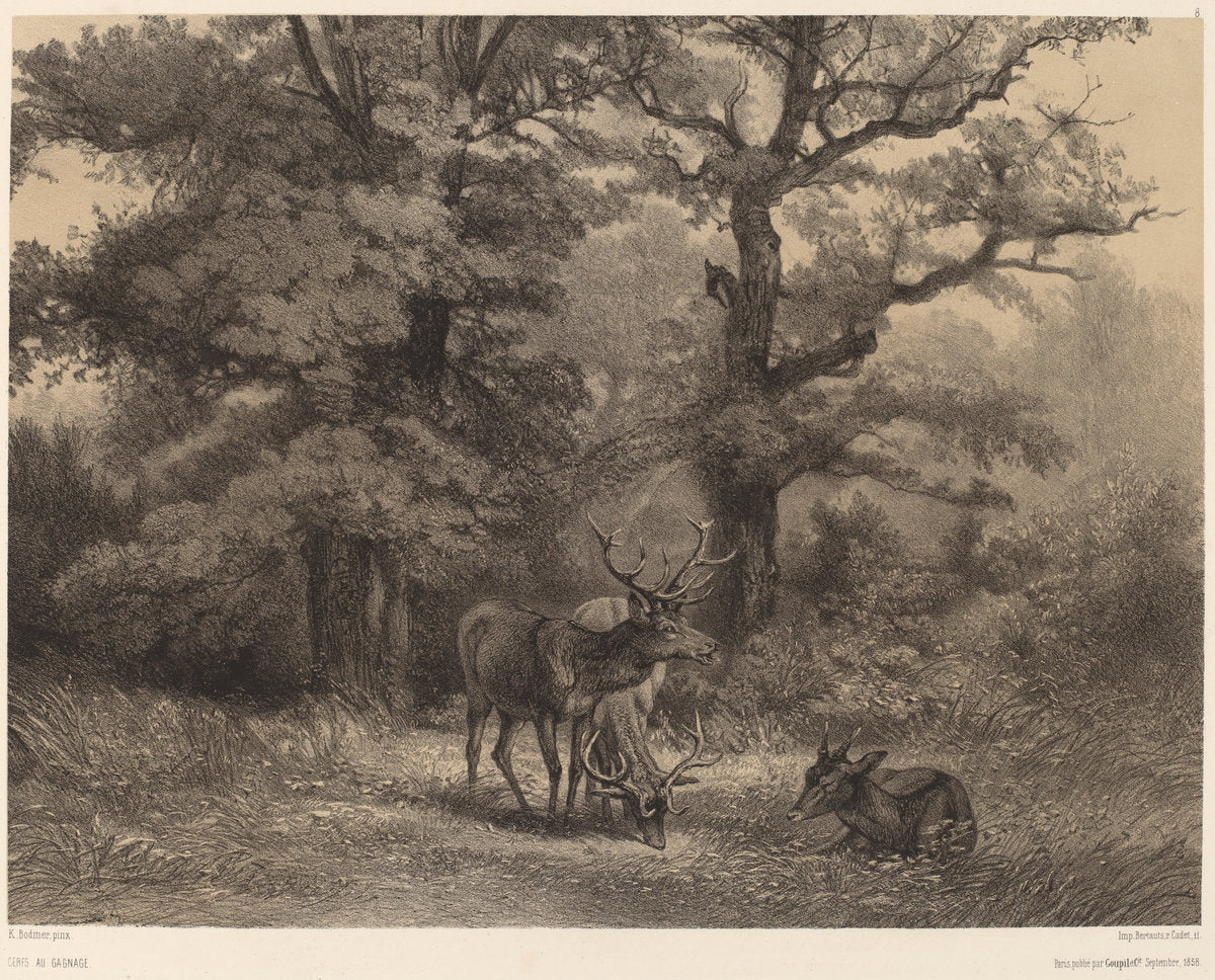Cerfs au Gagnage by Karl Bodmer (Swiss, 1809 - 1893), 16X12"(A3)Poster Print