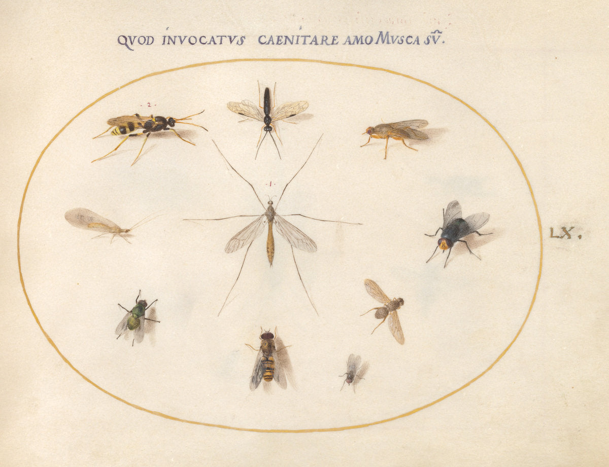 Animalia Rationalia et Insecta (Ignis): Plate LX by Joris Hoefnagel (Flemish, 1542 - 1600), 16X12"(A3)Poster Print
