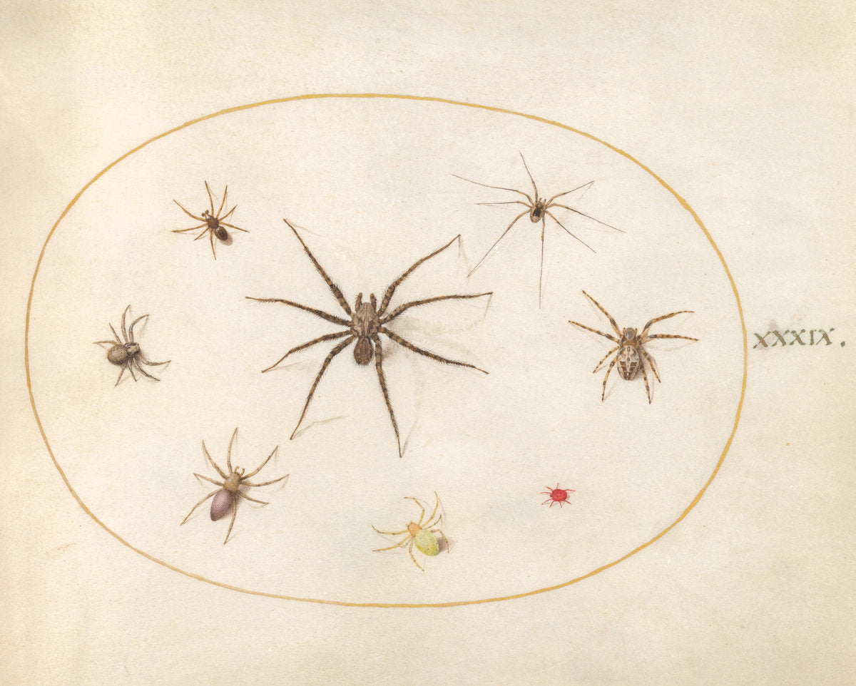 Animalia Rationalia et Insecta (Ignis): Plate XXXIX by Joris Hoefnagel (Flemish, 1542 - 1600), 16X12"(A3)Poster Print