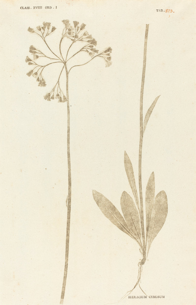 Hieracium Cymosum by Johann Hieronymus Kniphof (German, 1704 - 1763), 16X12"(A3)Poster Print