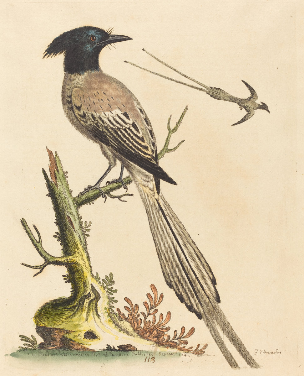 The Black and White Crested Bird of Paradise by George Edwards (English, 1694 - 1773), 16X12"(A3)Poster Print