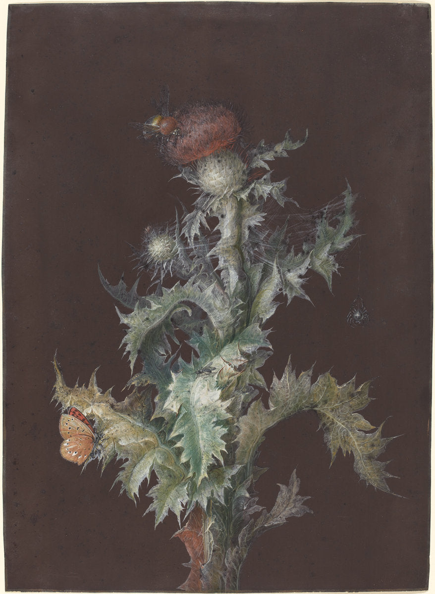 Thistle with Insects by Johann Christoph Dietzsch (German, 1710 - 1769), 16X12"(A3)Poster Print