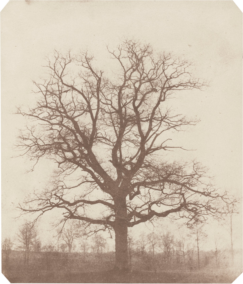Oak Tree by William Henry Fox Talbot (British, 1800 - 1877), 16X12"(A3)Poster Print