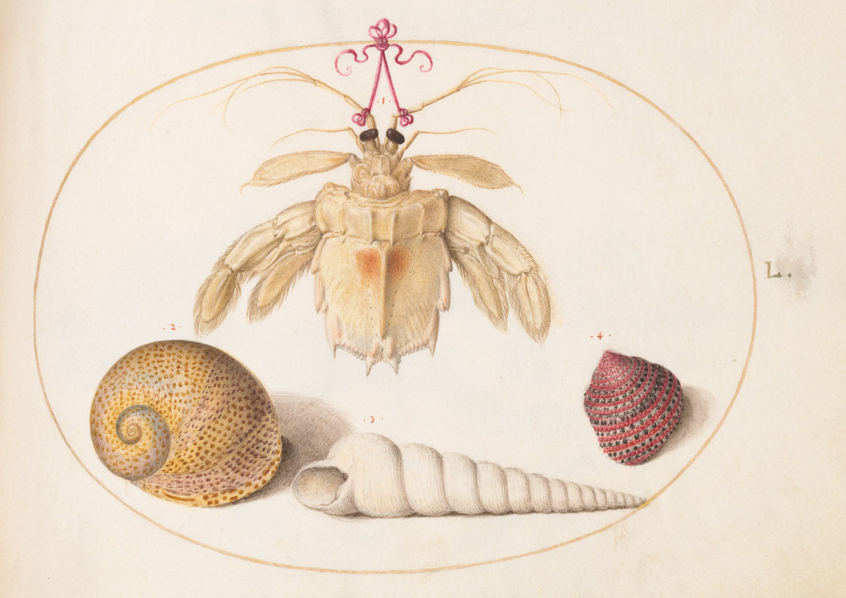 Animalia Aqvatilia et Cochiliata (Aqva): Plate L by Joris Hoefnagel (Flemish, 1542 - 1600), 16X12"(A3)Poster Print