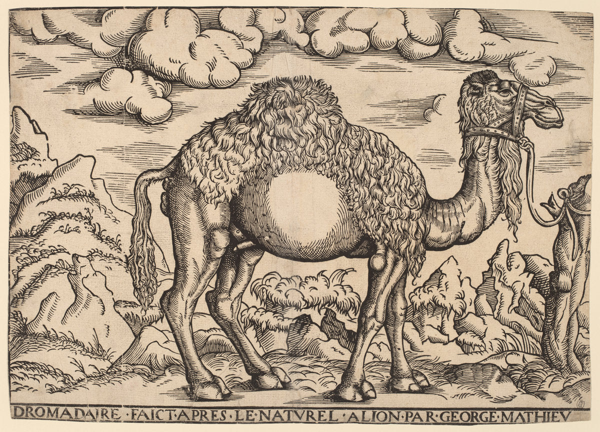 A Dromedary by Georg Mattheus (German, active 1551 - 1572), 16X12"(A3)Poster Print