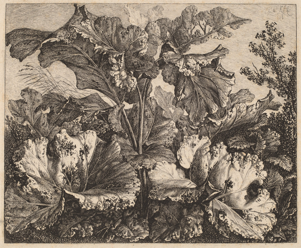 Small Plant Study: a Burdock, Delicate Tufts of Grass at Left by Carl Wilhelm Kolbe (German, 1759 - 1835), 16X12"(A3)Poster Print