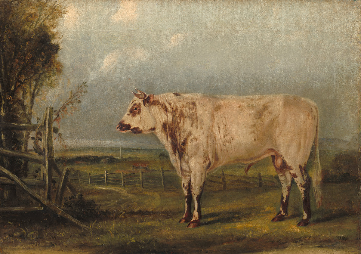 A Young Bull by Attributed to John Woodhouse Audubon (American, 1812 - 1862), 16X12"(A3)Poster Print