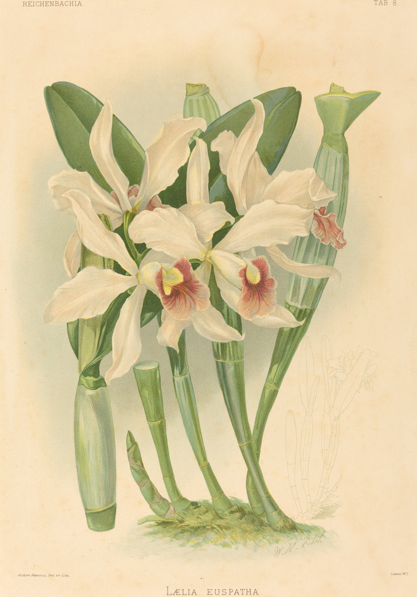 Laelia Euspatha by Joseph Mansell after Walter Hood Fitch (British, active 19th century), 16X12"(A3)Poster Print