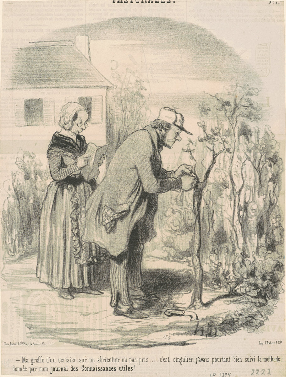 Ma greffe d'un cerisier sur un abricotier n'a pas pris ... by Honoré Daumier (French, 1808 - 1879), 16X12"(A3)Poster Print
