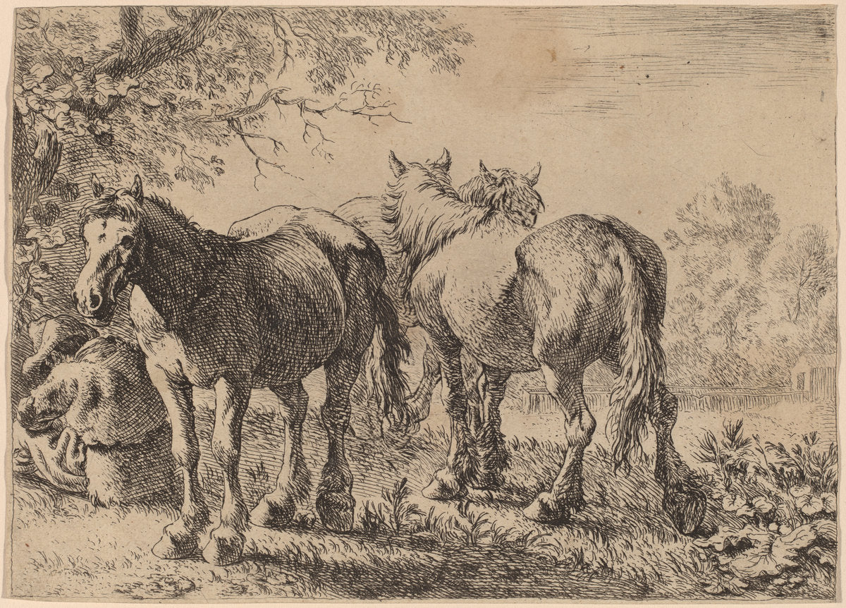 Three Horses in a Field by Pieter van Laer (Dutch, c. 1592 - 1642), 16X12"(A3)Poster Print