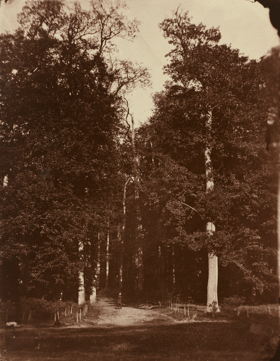 Forest at Saint-Cloud by Louis-Rémy Robert (French, 1810 - 1882), 16X12"(A3)Poster Print